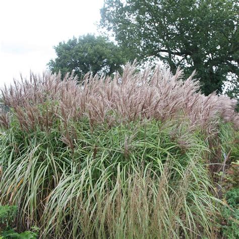 buy chinese silver grass miscanthus sinensis malepartus £11 99 delivery by crocus