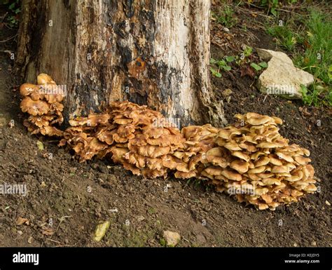 Honey Fungus Armillaria Mellea At Base Of Oak Tree Stump Stock Photo