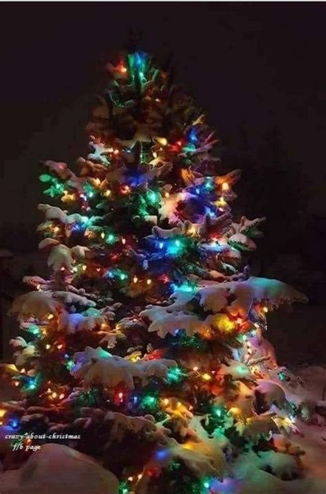 Pin By Jen Hartnett On Christmas Treesoutside Christmas Tree
