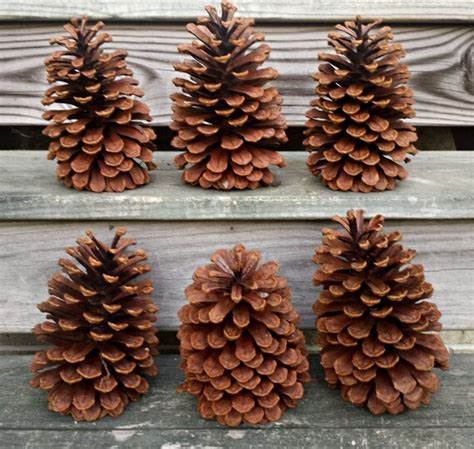 Extra Large Pine Cones Decoomo