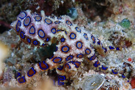 The Blue Ringed Octopus Worlds Most Venomous Marine Animal Found On