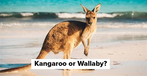 Most People Cant Identify 15 Of These Aussie Animals Can You