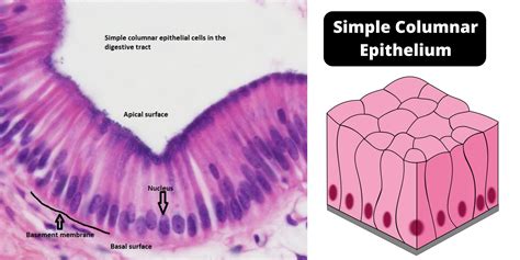 Simple Columnar Epithelium Slide Labeled