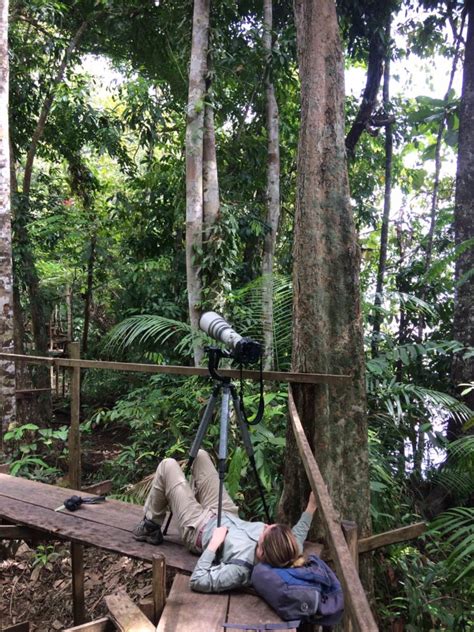 Sloth Island Finding Elusive Sloths In Guyana Sloco