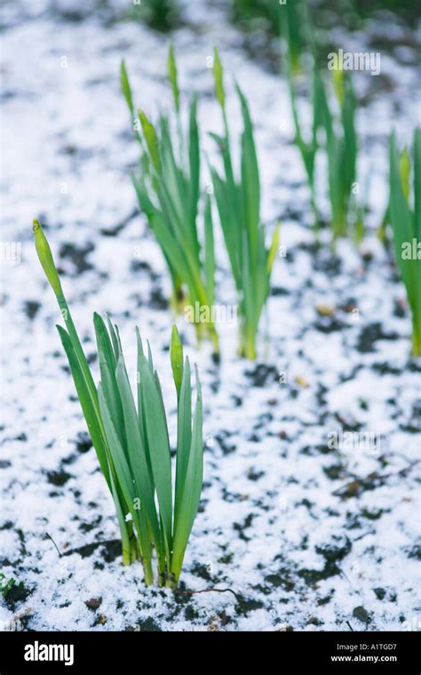 Daffodils Growing Through Snow Stock Photo Alamy