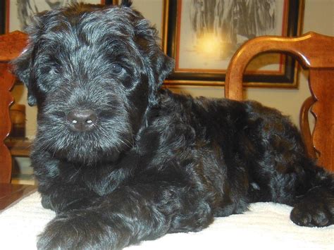 Black russian terrier · aiken, sc. Midnight Solo Kennel Www.midnightsolo.com - Black Russian ...