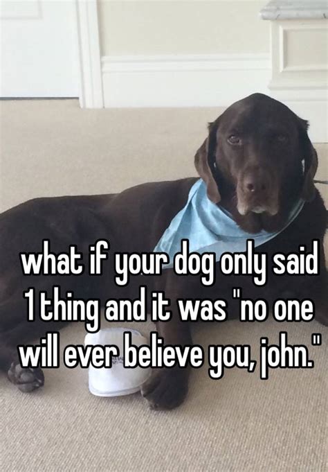 What If Your Dog Only Said 1 Thing And It Was No One Will Ever Believe