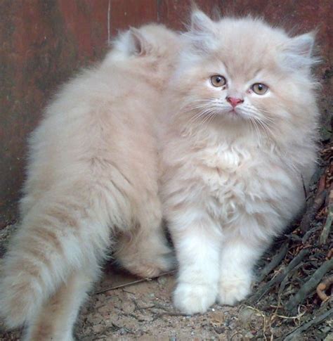 Cute Persian Kittens Biological Science Picture Directory