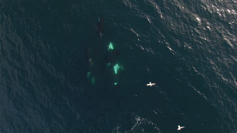 Killer Whales Near The Surface Showing Mating Behaviour Youtube