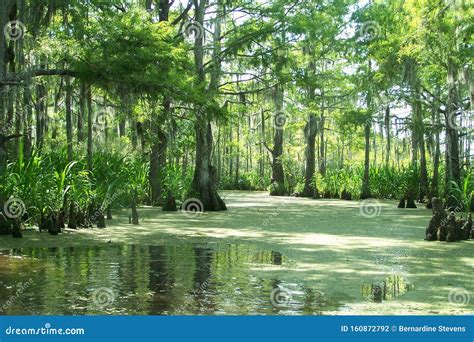 Swamps Are Beautiful And Vital To Our Ecosystem Stock Photo Image Of