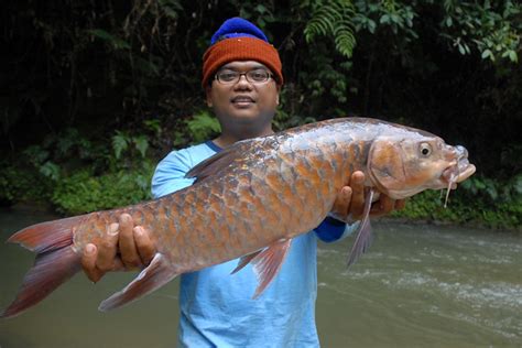 World's largest english to malay dictionary and malay to english dictionary online & mobile with over 200,000 words. DSC_7231 | This is ikan kelah merah or Malaysian Golden ...
