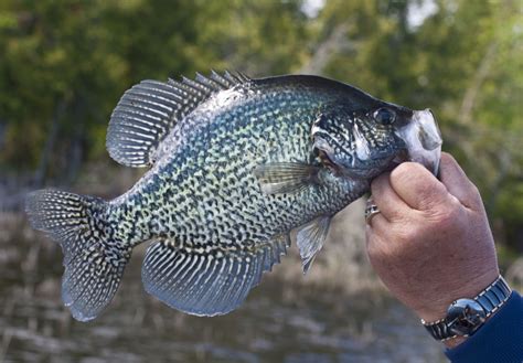 How To Catch Crappie Types Of Crappie Basics Of Crappie Fishing