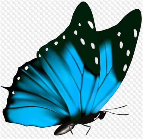 Result Images Of Fondo Transparente Mariposas Png Sin Fondo Png The