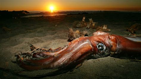 What Is The Largest Squid In The World Live Science