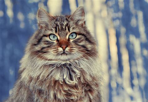 Siberian Cat Breed Information Cat World