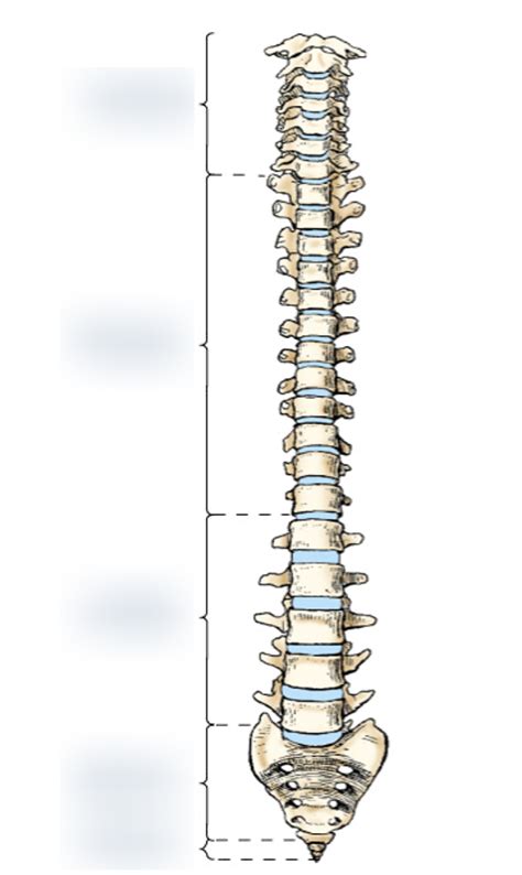 5 Areas Of The Spine Diagram Quizlet
