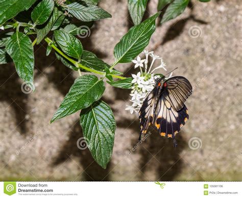 Great mormon butterfly (papilio memnon). Great Mormon Butterfly Papilio Memnon Stock Photo - Image ...