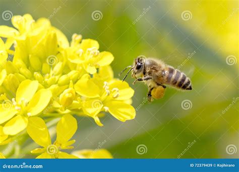 Honey Bee Pollinating Stock Image Image Of Working Close 72379439