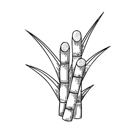 Sketch Of Sugarcane With Stems And Leaves Isolated On A White