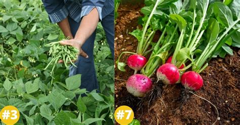 They grow quickly, tolerate both heat. 30 Low Maintenance Fruits and Veggies Perfect for New ...