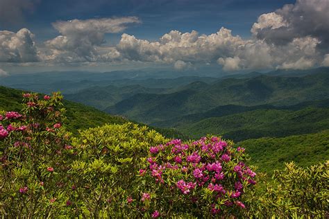 Spring Blooms On The Blue Ridge Parkway Photograph By Reid