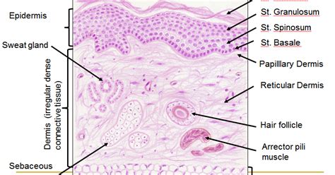Histology Drawings Skin Integumentary System
