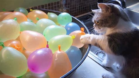 Cats Vs Balloons 🎈 Funny Cats Playing With Balloons Funny Pets Youtube