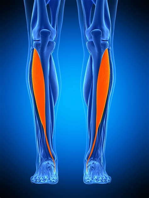 Shockwave Therapy For Shin Splints Bakewell Osteopathy Clinic