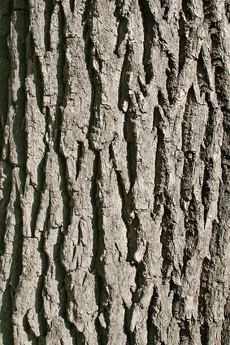 How To Identify Oak Trees By Bark Hunker