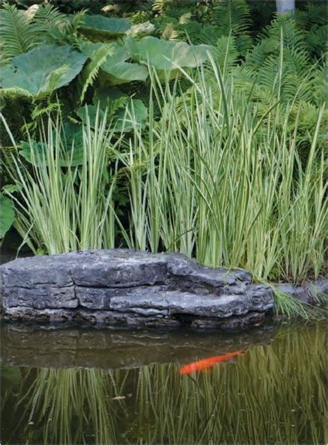 Can I Have Fish In Wildlife Gardens Small Pond Wildlife