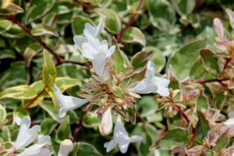 Growing Abelia How To Plant And Care For Glossy Abelia Plants