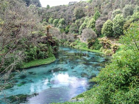 Exploring The Blue Spring And Te Waihou Walkway The Ultimate Guide