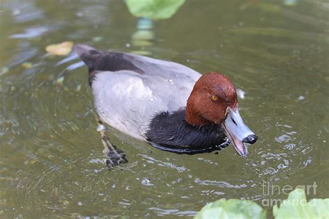 Redhead Duck Photograph By Dwight Cook Fine Art America