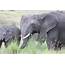 Tonymann Tours&ampSafaris OUR FAVOURITE ANIMAL OF THE WEEK AFRICAN ELEPHANT