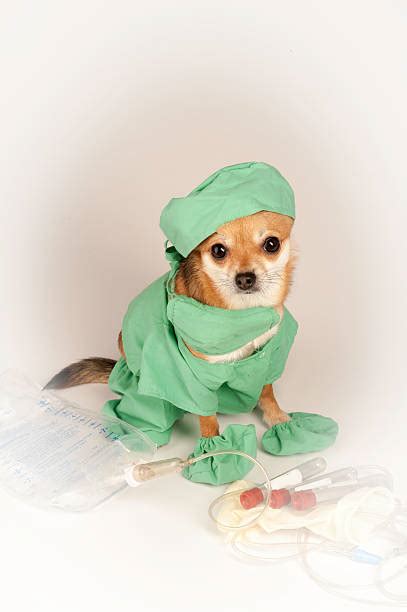 Best Dog Doctor Costume Stock Photos Pictures And Royalty Free Images