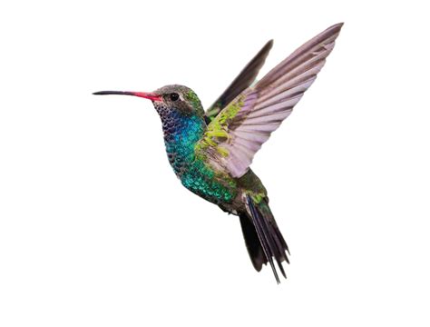 Hummingbird Png Images Transparent Background Png Play