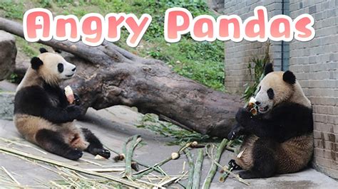 【super Panda】episode 225 How Pandas Express Their Anger Ipanda Youtube