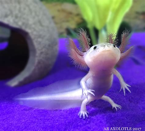 How To Take Care Of Axolotl Eggs All Was Well Online Journal Pictures