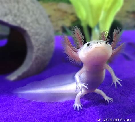 My Baby Axolotlthat I Raised From A Eggfalcors Baby Baby