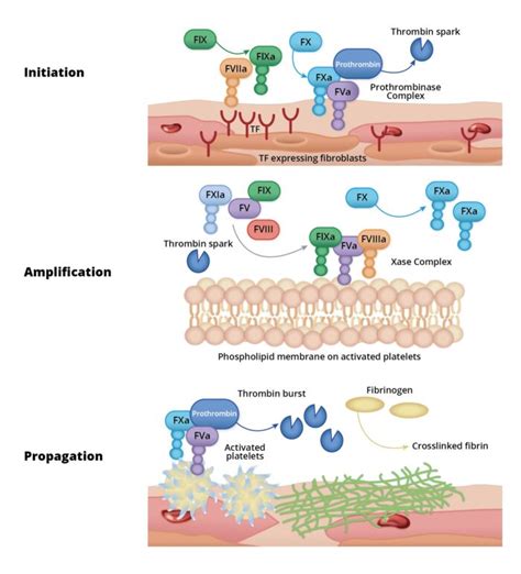 Coagulation Pathway OpenAnesthesia