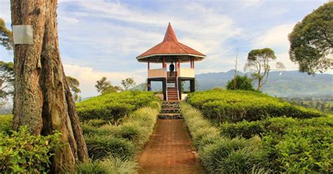 Wisata Perkebunan Teh Malabar Sejarah Dan Pesonanya Tour Bandung