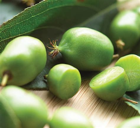 How to grow kiwi fruit in your home, growing kiwi plants, kiwi fruits care, pests and diseases. Hardy Kiwi Issai | Calloway's Nursery