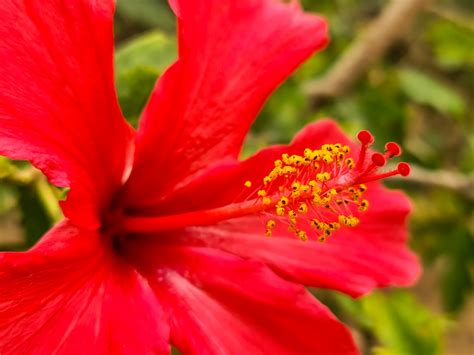 Red Hibiscus Flower Free Stock Photo Public Domain Pictures