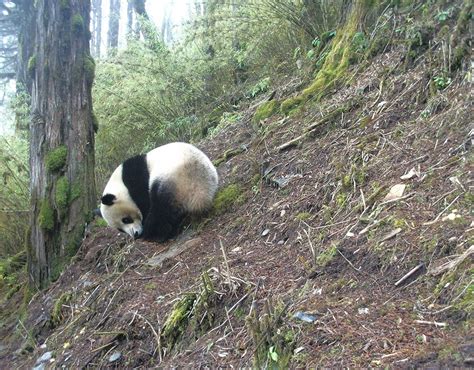 Photos Offer Rare Glimpse Into Panda Habitat Wwf