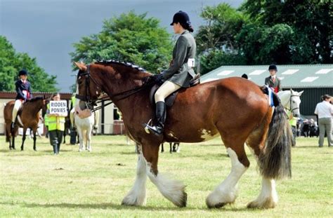 7 Clydesdale Horse Facts You Probably Didnt Know