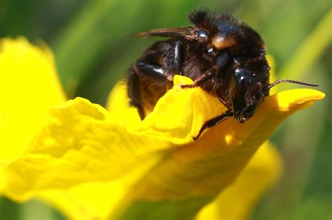 Short Haired Bumblebee Release Canterbury Beekeepers