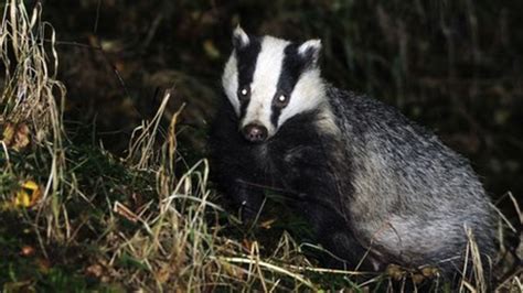 Badger Cull Begins In Somerset In Attempt To Tackle Tb Bbc News