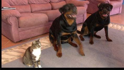Cat Didga Lives With 2 Rottweilers And Copies All Commands They Make