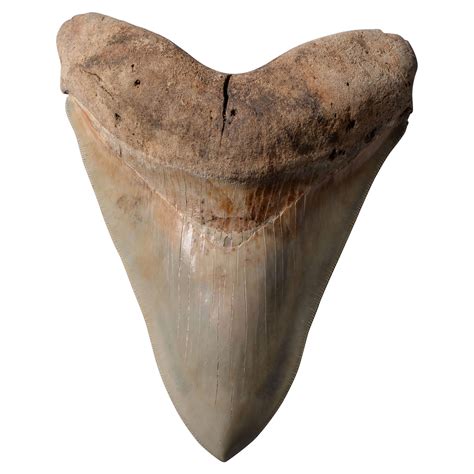 Arriba 46 Imagen Great White Shark Fossil Teeth Abzlocal Mx