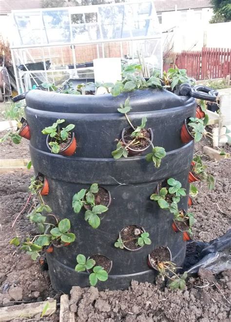 Make Your Own Strawberry Barrel Allotment Garden Diary